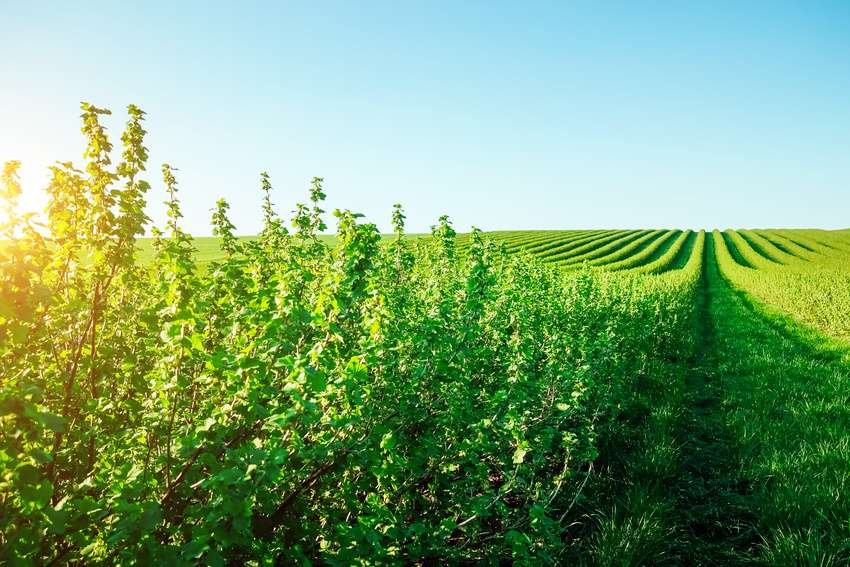 Blackberry Bushes