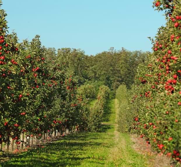 Apple Orchard