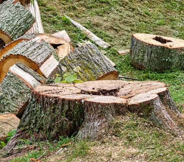 Tree Stump in Woodland